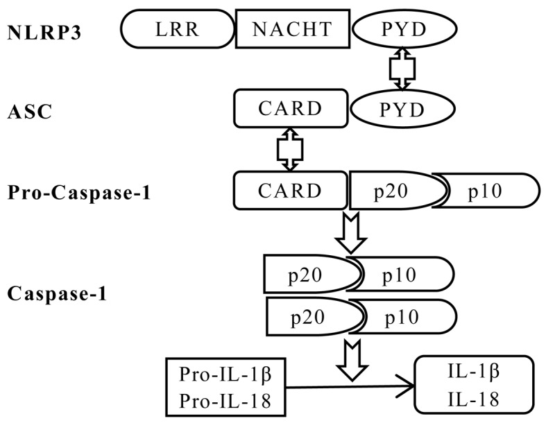 Figure 1.