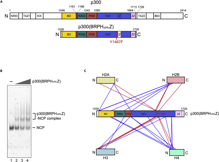 Figure 1