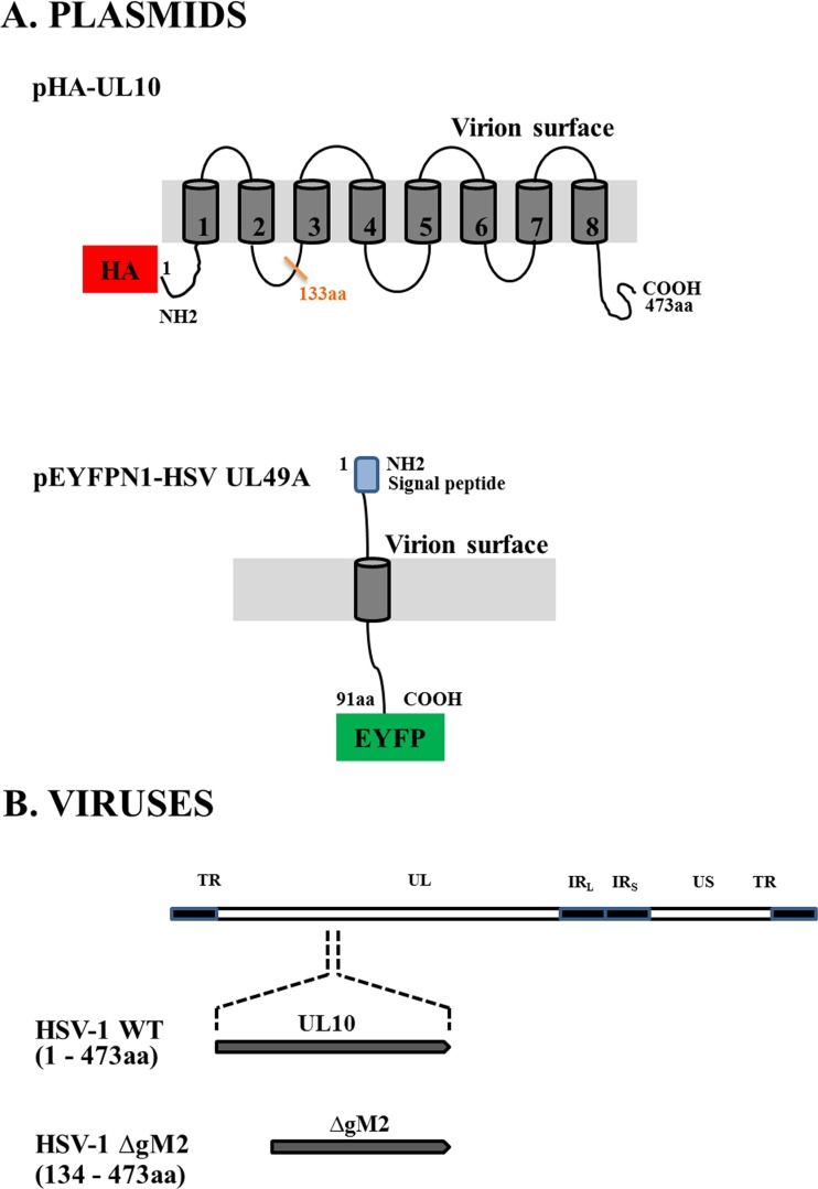 FIG 1