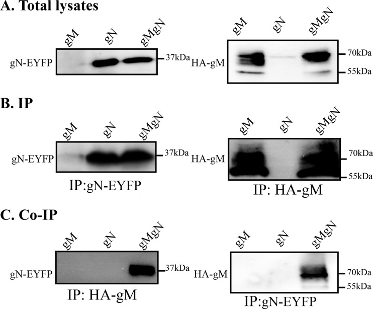 FIG 3