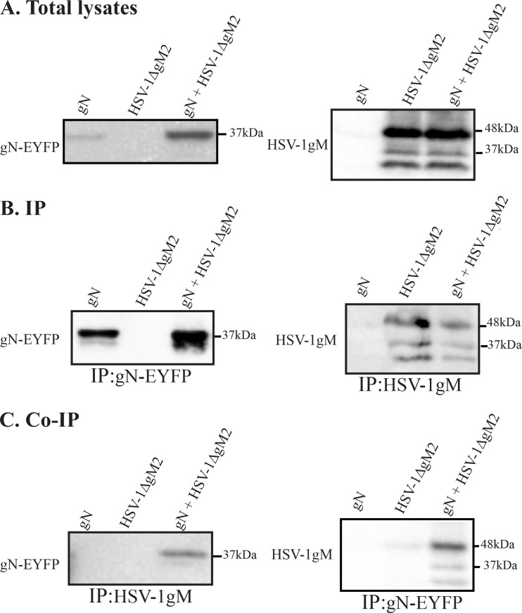 FIG 6