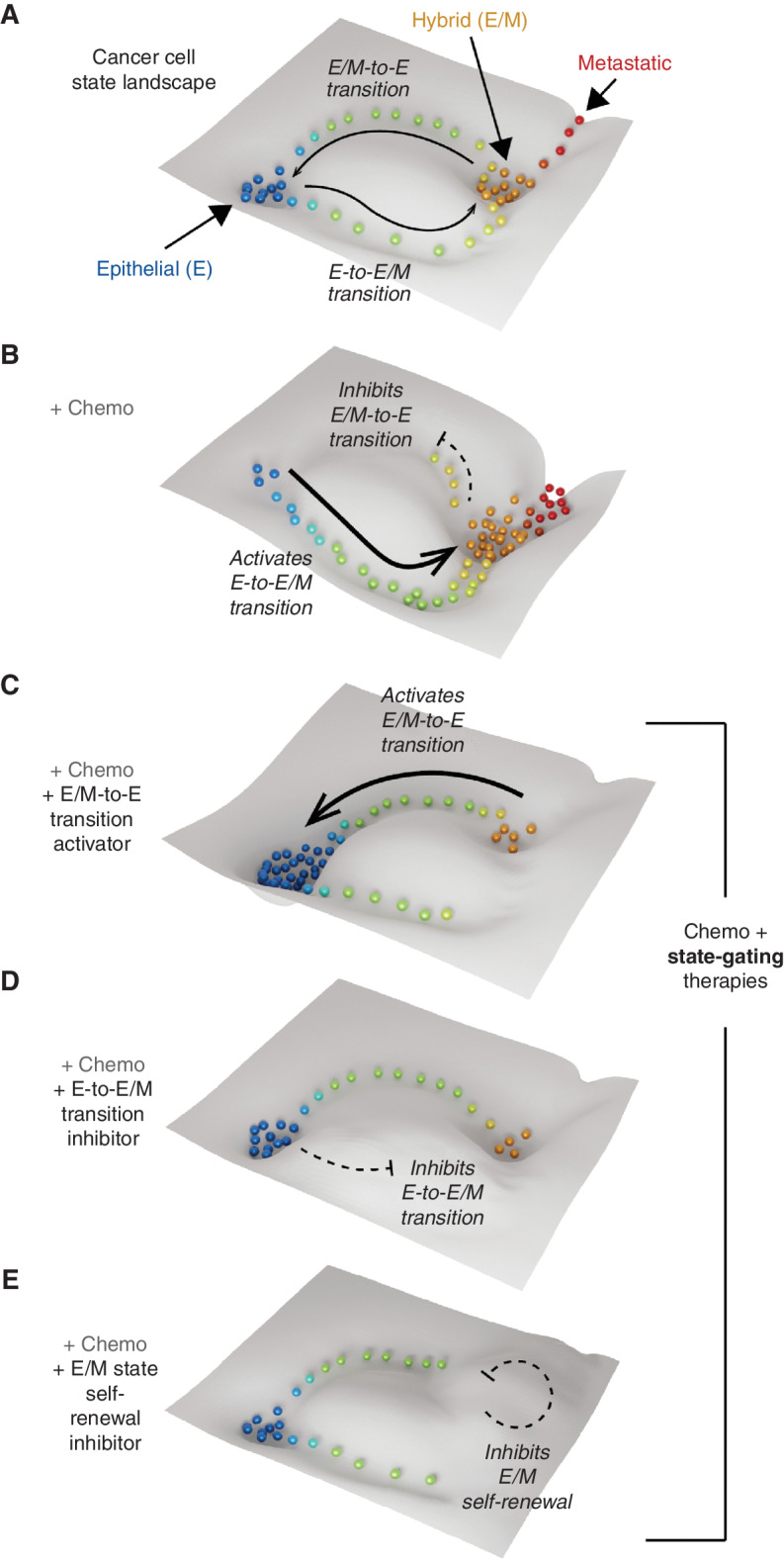 Figure 3. State-gating strategies to control cancer cell plasticity by remodeling the cancer landscape. A, A subspace of the cancer cell state landscape containing epithelial (“E”) and hybrid (“E/M”) attractor states linked by plastic transitions. B, Chemotherapy remodels the landscape favoring the transition from the E to the E/M state, while inhibiting the reverse process. This increases the population of E/M cells, which promote metastasis and therapy resistance. C–E, Potential antiplasticity “state-gating strategies”: (C) activating E/M to E transition, (D) inhibiting E to E/M transition, and (E) inhibiting E/M self-renewal. These will have dual actions, preventing the amplification of E/M cells by chemotherapy while simultaneously favoring the E state that is sensitive to chemotherapy.