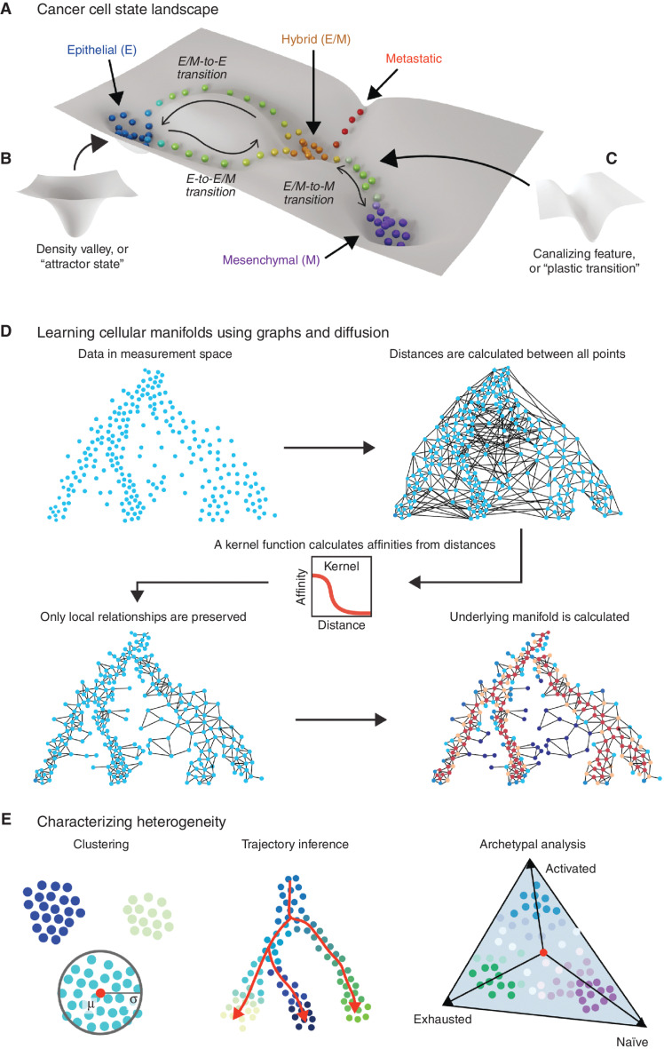 Figure 1. Estimating the topology of the cancer cell state landscape via manifold modeling. A, Cancer cell populations reside in a high-dimensional state space that can be conceived as a landscape wherein highly populated “attractor states” constitute valleys (B) and the trajectories of “plastic transitions” between these states follow canalizing features such as channels (C). The height or depth of topologies on this landscape reflect the relative favourability of the corresponding cell state in thermodynamic or informational terms. D, The topology of cell state landscapes can be modeled using graph representations that approximate nonlinear but locally continuous “cellular manifolds.” Learning a graph from high-dimensional data such as scRNA-seq involves calculating global distances and then connecting adjacent neighborhoods of cells using a kernel function. Methods like diffusion, modeling random walks on the connected graph, can be used to estimate recurring trajectories within the data, reflecting plastic cell state transitions. E, Given the estimation of a manifold representing the cell state landscape, tasks like clustering (left), trajectory inference (center), and archetypal analysis (right) of phenotype composition can be performed to extend biological inferences.