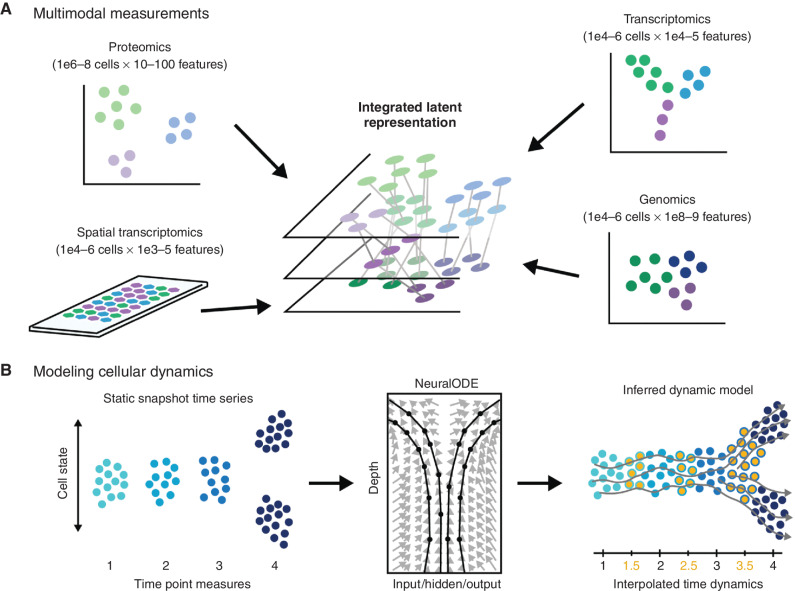 Figure 2. Modeling temporal dynamics. A, Single-cell populations can be characterized via different “Omics” modalities capturing genomic, transcriptomic, or proteomic information. Resulting data sets may vary significantly in the number of observations and the number of features, and different sets of relationships may exist between the same set of cells depending on which set of features are being examined. Data integration algorithms must be used to merge data sets for joint analysis of multiple data domains. B, In the context of single-cell time-series analyses comprising discrete timepoint data sets (left), dynamical models based on optimal transport or neural ordinary differential equations (NeuralODEs; center) have been used to improve our understanding of biological dynamics by interpolating intervening time-point data (orange points; right) to allow inference of dynamic trajectory models (gray lines).