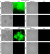 Fig 8