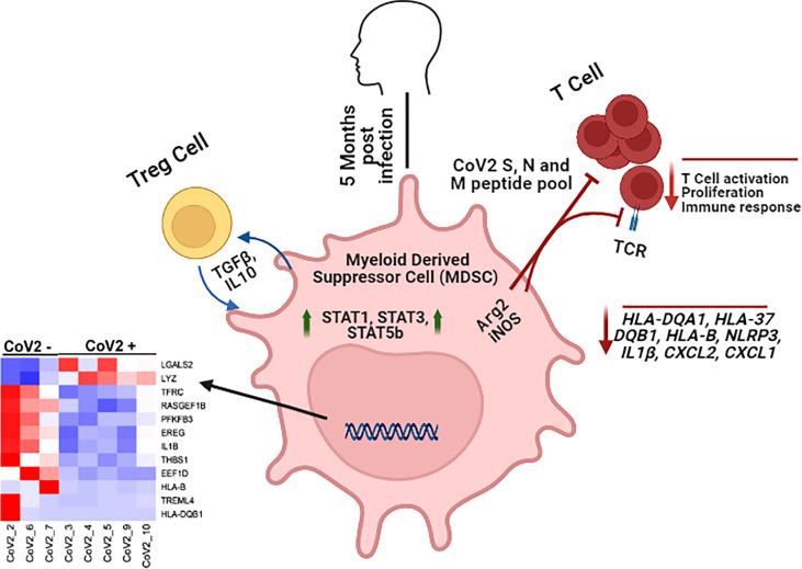 Graphical Abstract