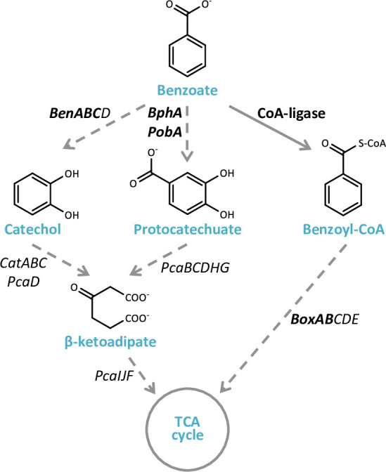 Figure 4—figure supplement 1.