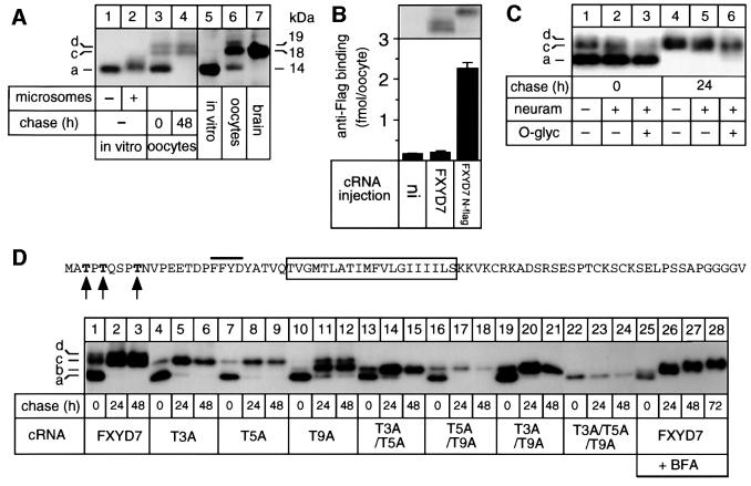 graphic file with name cdf330f3.jpg