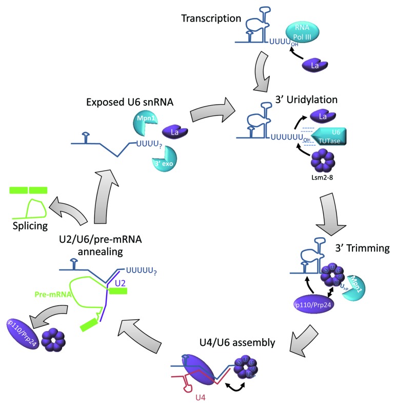 graphic file with name rna-10-592-g3.jpg