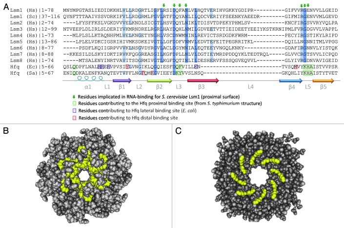 graphic file with name rna-10-592-g4.jpg