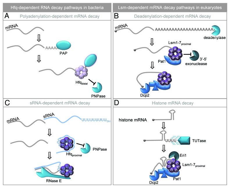 graphic file with name rna-10-592-g2.jpg