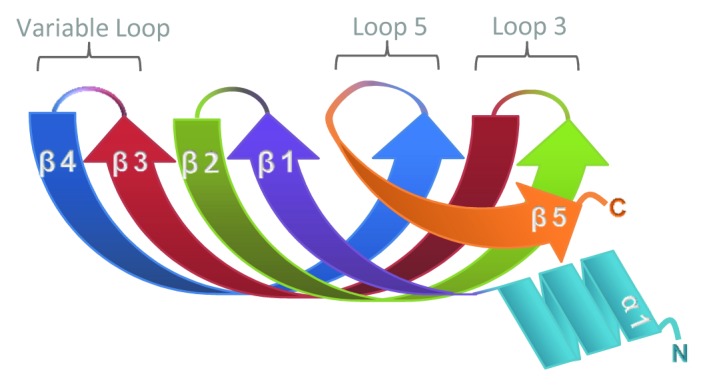 graphic file with name rna-10-592-g1.jpg