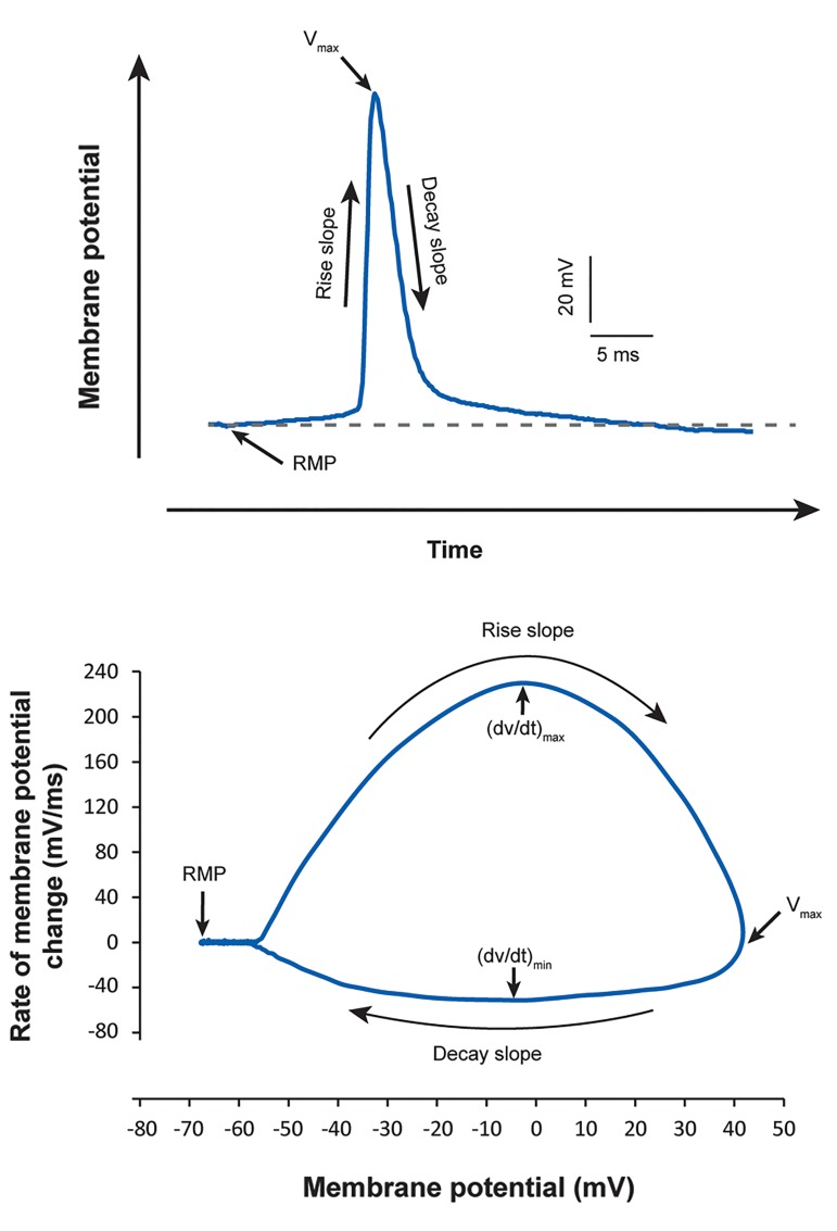 Fig.2