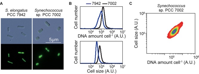 FIGURE 3