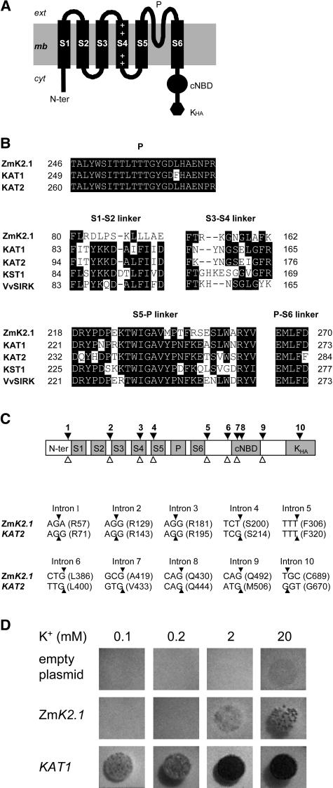 Figure 1.