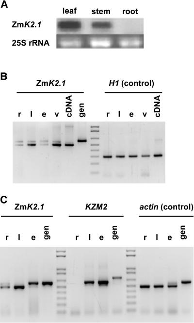 Figure 2.