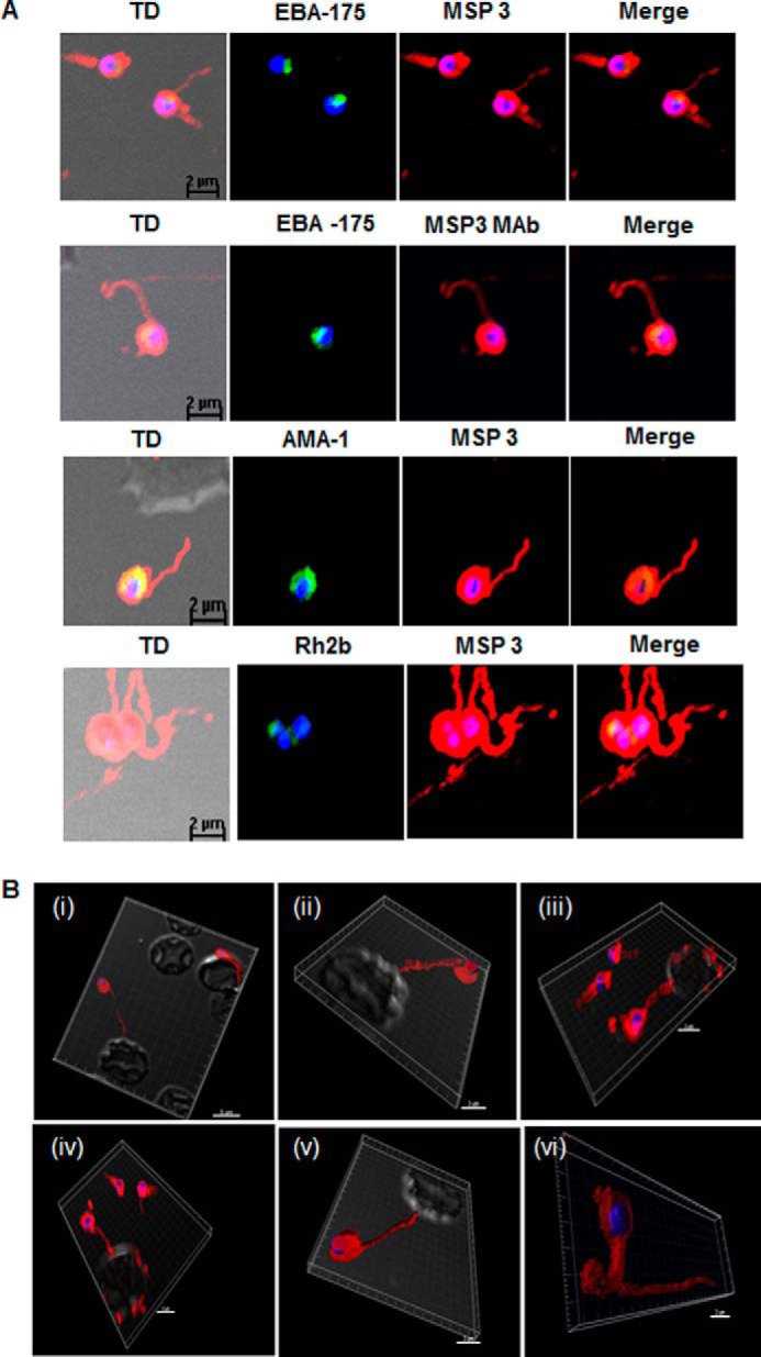 FIGURE 3.