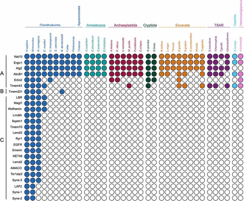 Evolution and diversification of the nuclear envelope Biology Diagrams