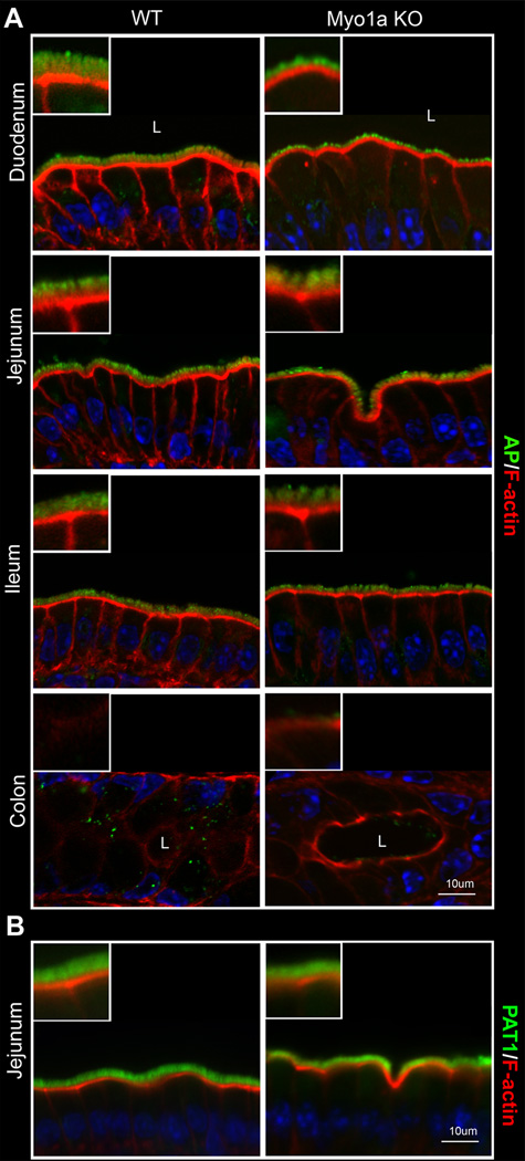 Fig.4