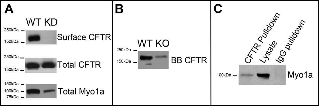 Fig.6