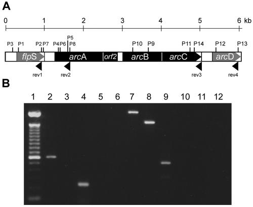 FIG. 1.