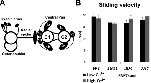 FIGURE 1: