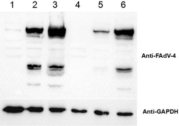 Figure 5