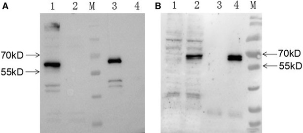 Figure 3