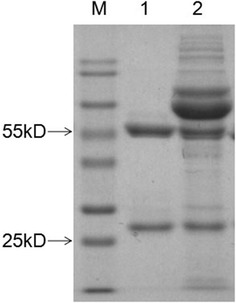 Figure 1