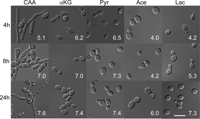 FIG 3 