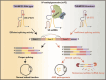 Graphical Abstract