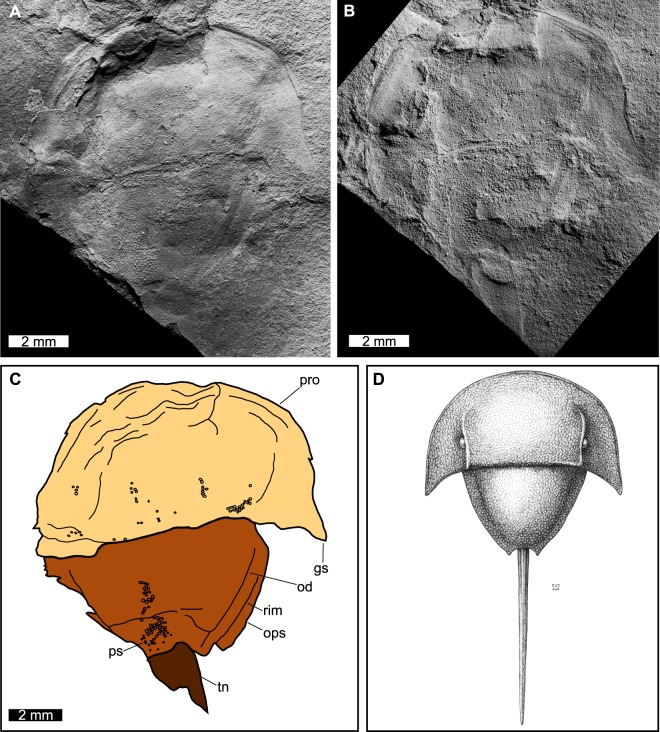 Xiphosurid from the Tournaisian (Carboniferous) of Scotland confirms ...