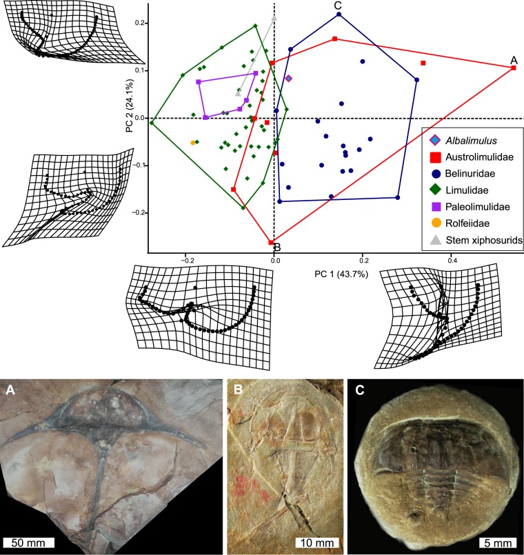 Xiphosurid from the Tournaisian (Carboniferous) of Scotland confirms ...