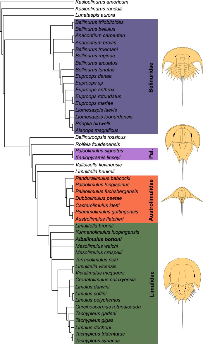 Xiphosurid from the Tournaisian (Carboniferous) of Scotland confirms ...