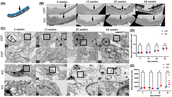 Fig. 4