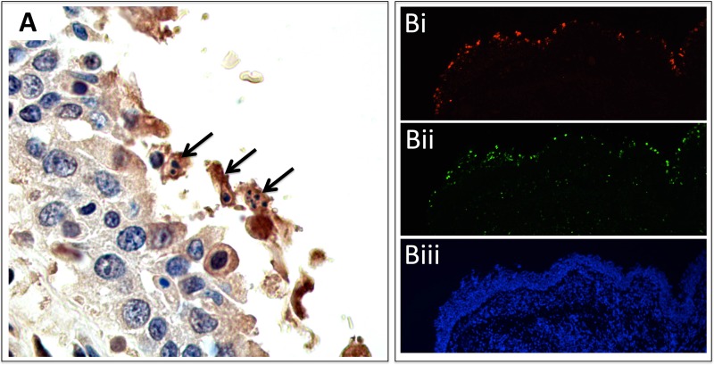 FIG 3 