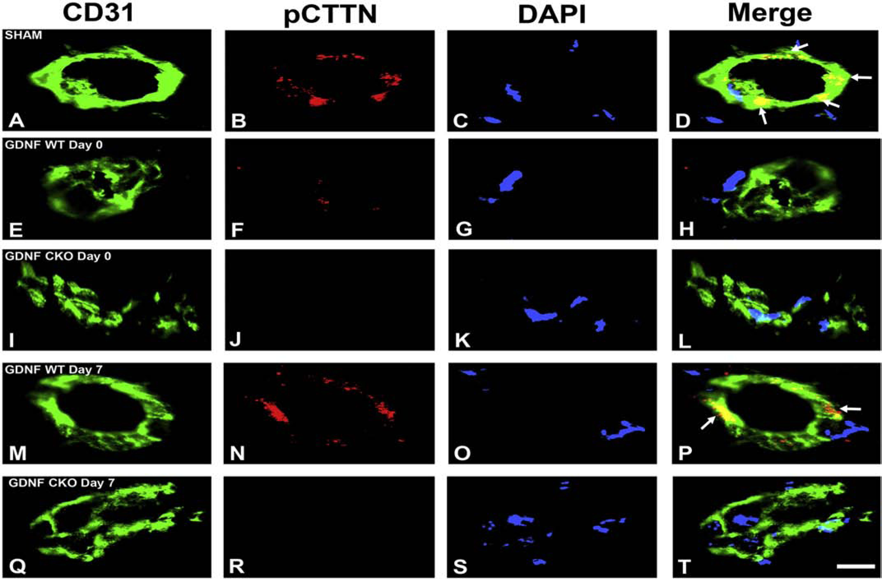 Figure 22.