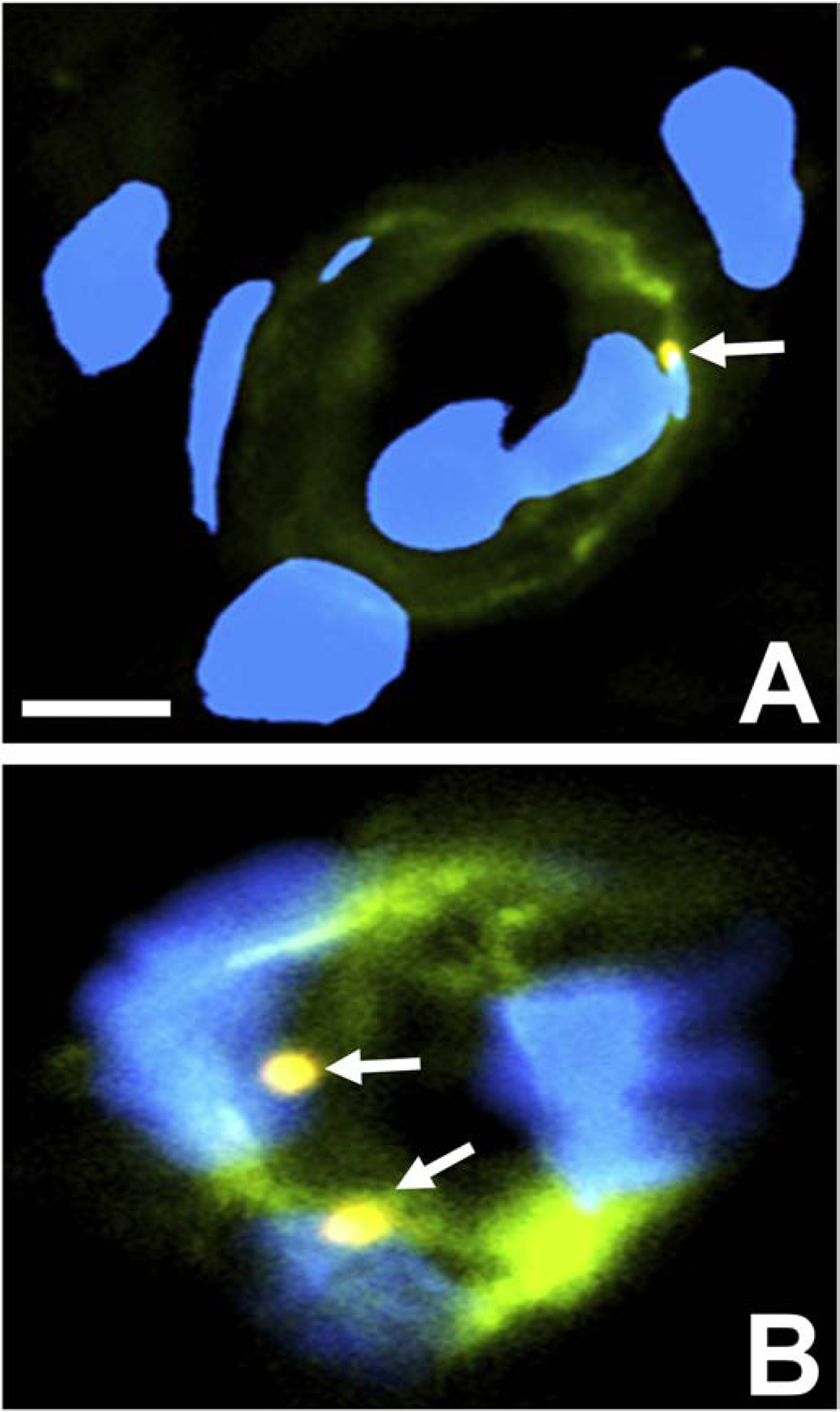 Figure 18.