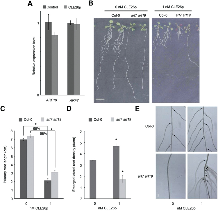 Fig. 9.