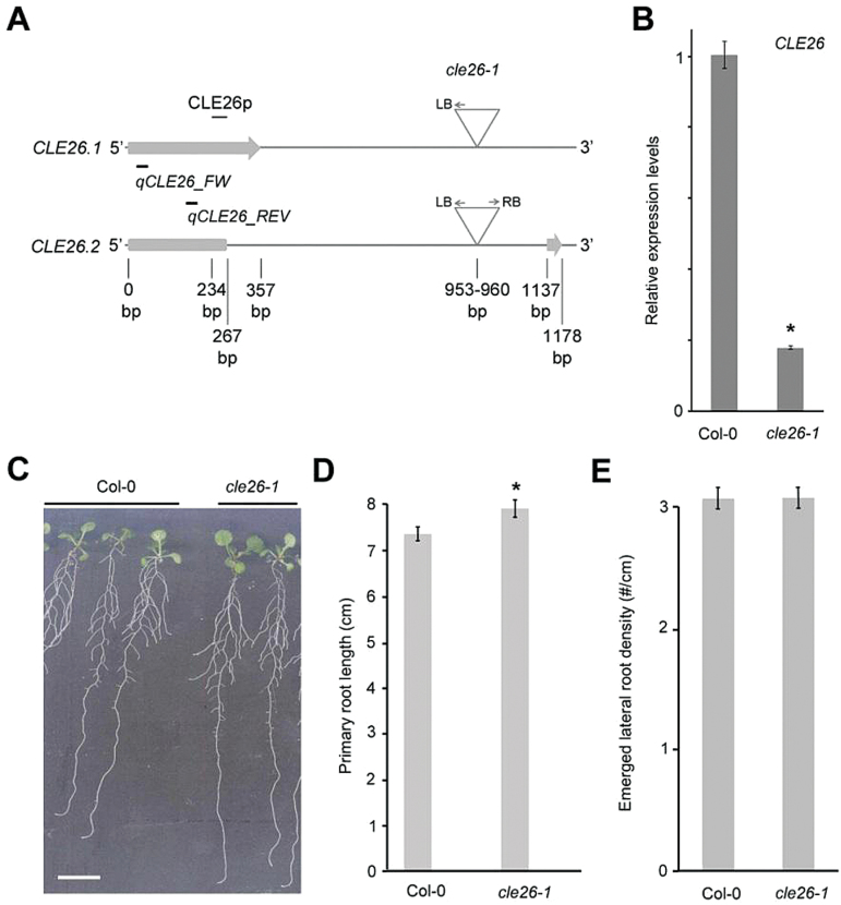 Fig. 10.