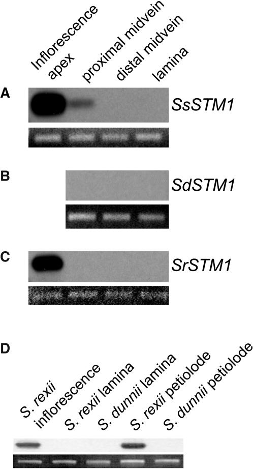 Figure 5.