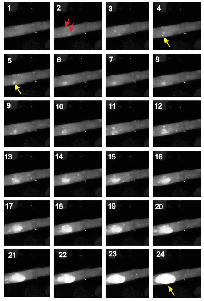 FIGURE 6