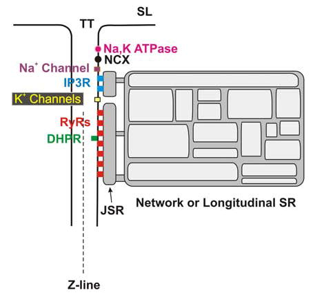 FIGURE 4