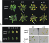 Fig. 7.