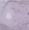 [Table/Fig-6]: