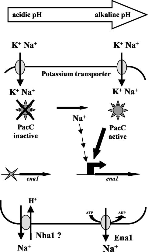 FIG. 7.