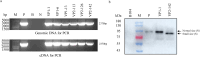 Figure 5