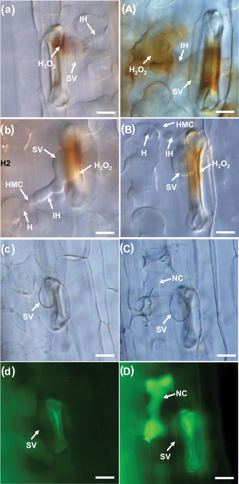 Fig. 5.