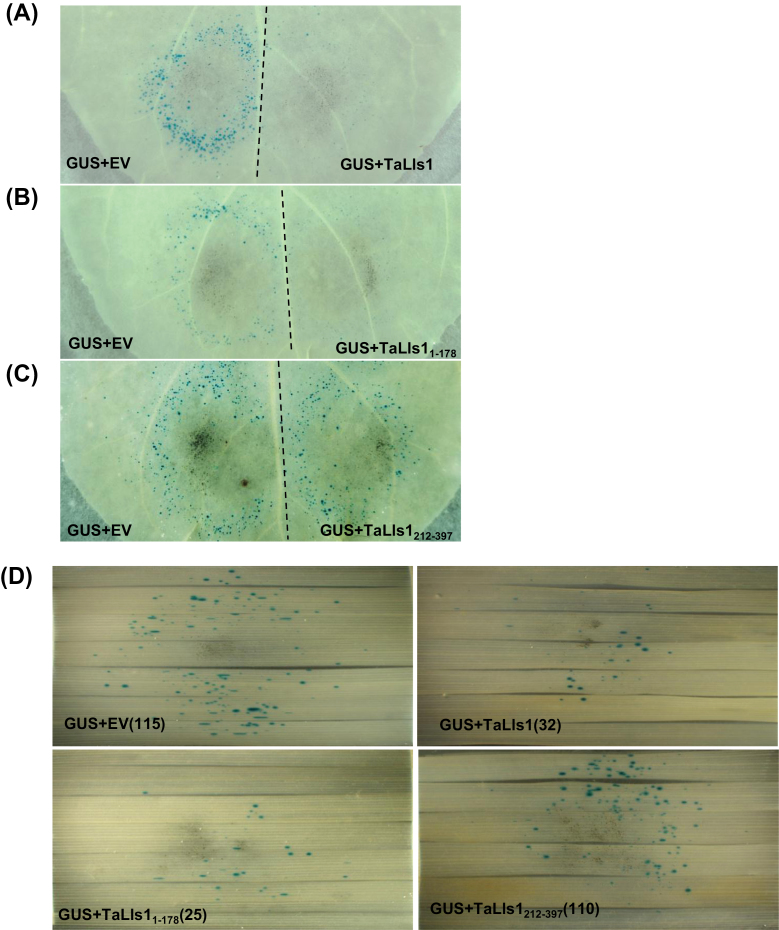 Fig. 8.