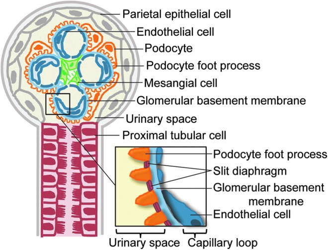 FIG. 2.